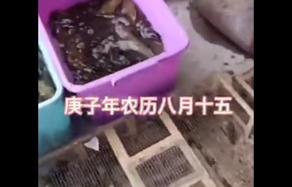  佰健养老院放生